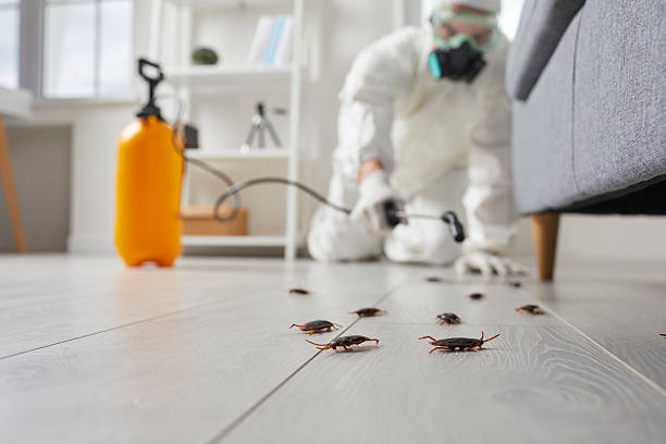 Commercial Rodent Management in Lawtey
